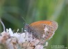 okáč třeslicový (Motýli), Coenonympha glycerion (Lepidoptera)